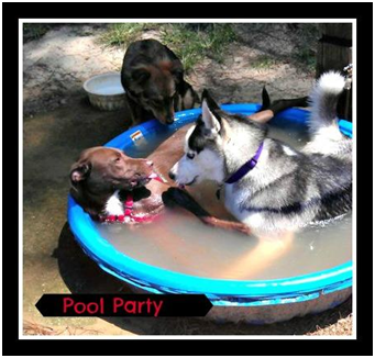 5 Reasons To Celebrate With A Dog Party