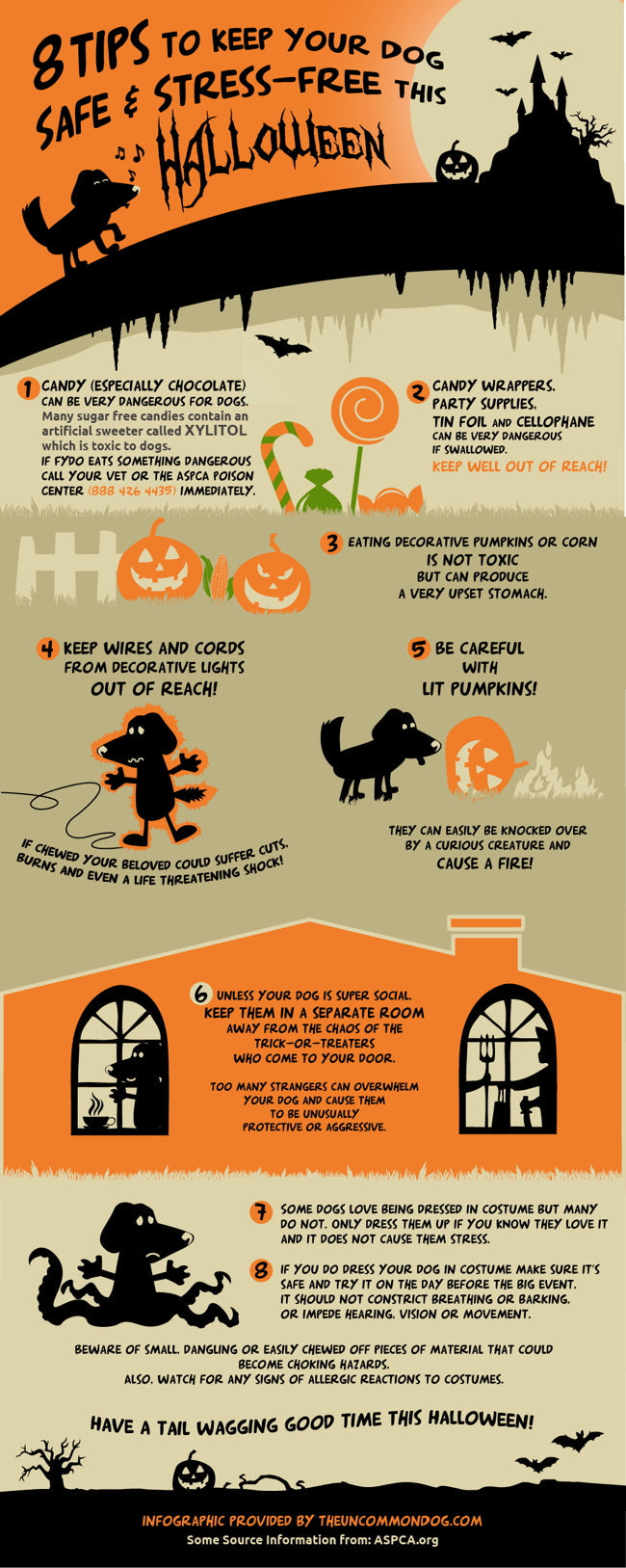 Have a Barking Good Time with These Halloween Safety Tips for Dogs