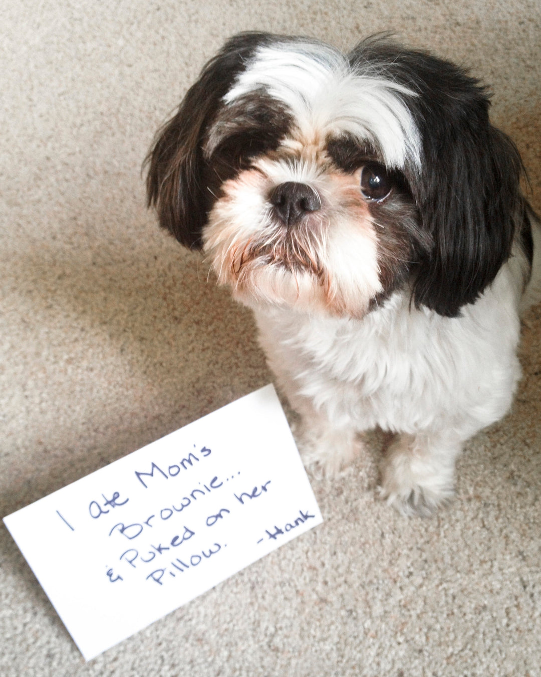 Dog Care 101: Dog Chocolate Toxicity Meter