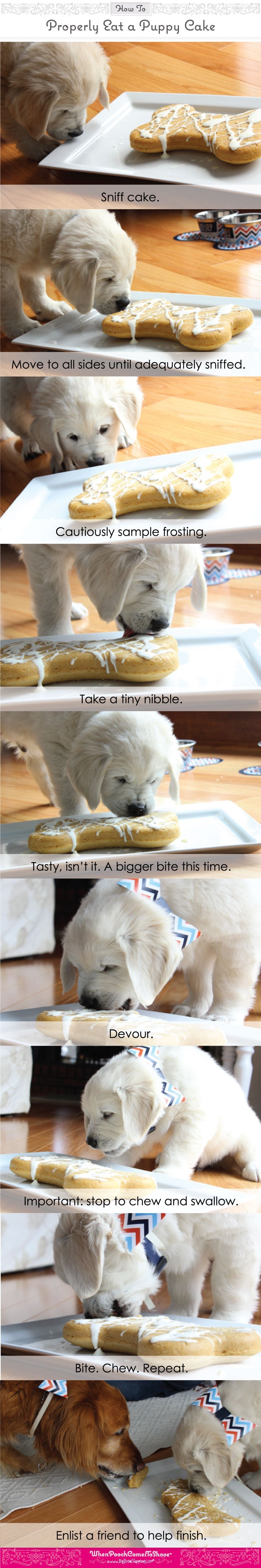 Bake-It-Yourself Dog Party Cake Mix