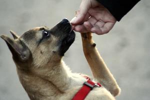 Dog Training Treat Options and Recipes
