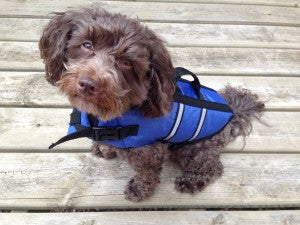 Water Safety for Dogs - The Need for Dog Life Vests!