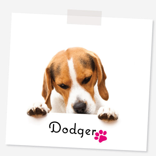Dogs of the Blog: Dodger