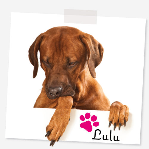 Dogs of the Blog: Lulu