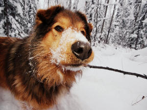 The Frigid Facts: Keeping your pet safe during cold weather.