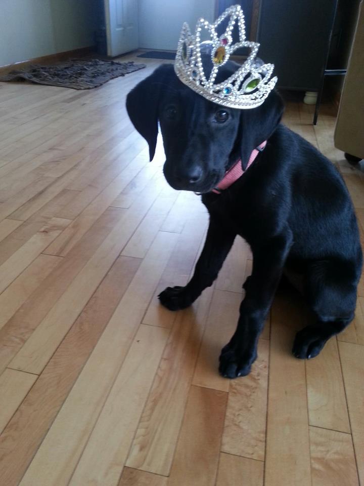 A Little Bit of Pampering Can Make Your Pooch Feel Like a Princess