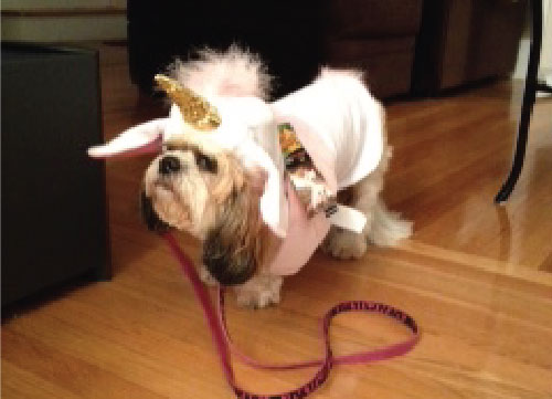 Make It or Buy It: Our Favorite Pet Costume Ideas