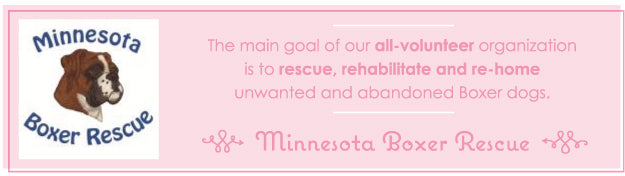 {Puppy Love} Minnesota Boxer Rescue Dog Wedding