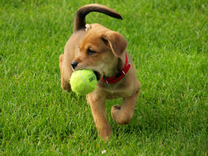 Preparing Your Pets for Spring - The Clock is Ticking!!