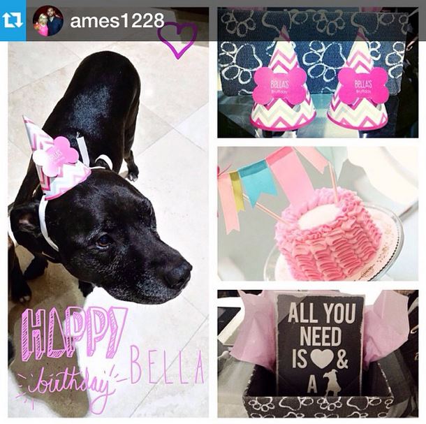 REAL POOCHES | REAL PARTIES: Bellla's Birthday Party