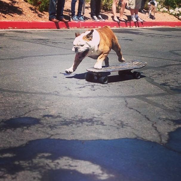 What I Told my Boss After a Trip to Las Vegas {BlogPaws 2014 Recap}