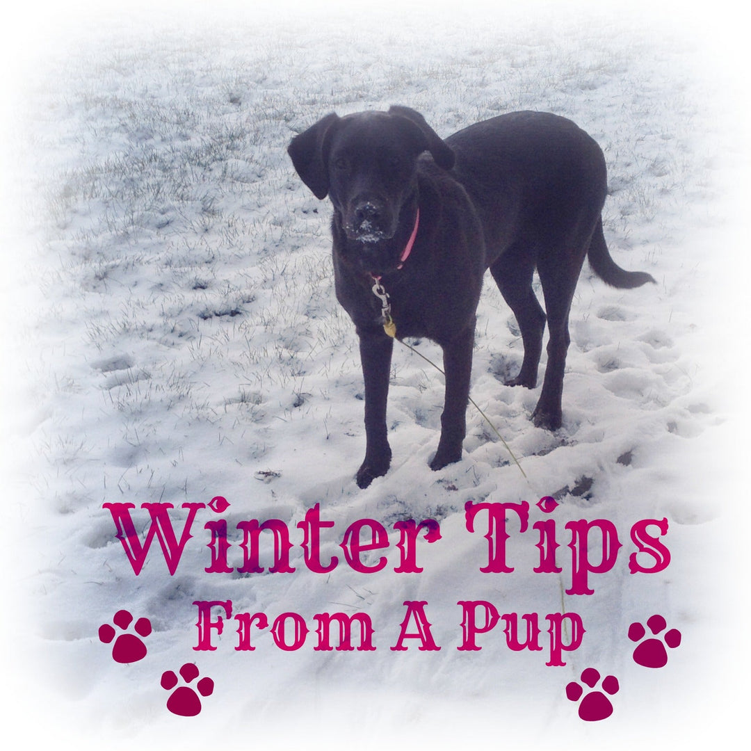Winter Tips From A Pup